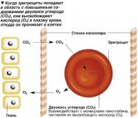 Эритроциты высвобождают кислород в плазму крови