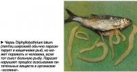 ервь Diphyllobothrium latum  (лентец широкий) обычно паразитирует в кишечнике рыб