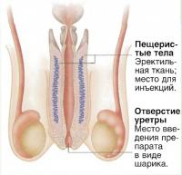 Фармакологическое действие алпростадила