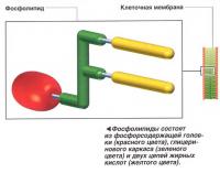 Фосфолипиды состоят из фосфорсодержащей головки, глицеринового каркаса и двух цепей жирных кислот