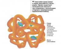 Гэмоглобин крови в норме связывается с кислородом