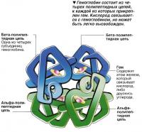 Гемоглобин состоит из четырех полипептидных цепей