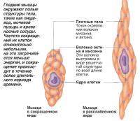 Гладкие мышцы окружают полые структуры тела