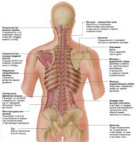 Глубокие мышцы спины