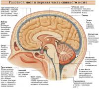 Головной мозг и верхняя часть спинного мозга