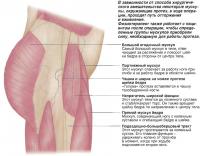 Группы мускулов, задействованных при протезировании шейки бедра