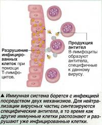 Иммунная система борется с инфекцией посредством двух механизмов