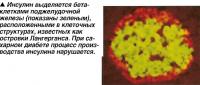 Инсулин выделяется бета-кпетками поджелудочной железы