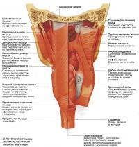 Изображение мышц глотки на частичном разрезе, вид сзади