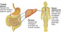 Как действует оральное лекарство