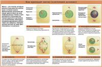 Как проходит митоз