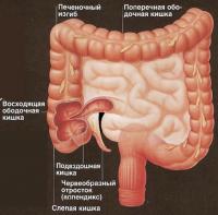 Кишечник человека