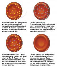 Классификация групп крови