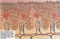 Клетки на поверхности кожи разрушены УФ-излучением и отшелушиваются