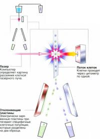 Клетки проходят через цитометр по одной