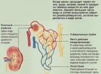 Когда кровь проходит через почку, продукты обмена веществ из нее удаляются