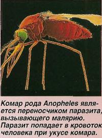 Комар рода Anopheles является переносчиком паразита, вызывающего малярию