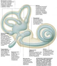 Комплекс структур внутреннего уха