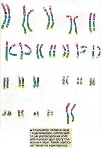 Компьютер используется для распределения соответствующих друг другу хромосом в пары