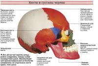 Кости и суставы черепа