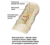 Костный мозг - мягкая ткань в полости кости