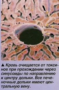 Кровь очищается от токсинов при прохождении через синусоиды по направлению к центру дольки