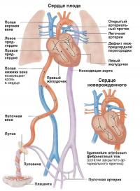 Кровеносная система плода