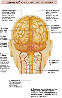 Кровоснабжение головного мозга