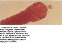 Ленточные черви - цепни -паразитируют в организме кошек и собак