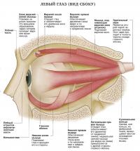 Левый глаз (вид сбоку)