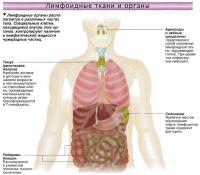 Лимфоидные органы располагаются в различных частях тела
