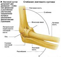 Локтевой сустав допускает два движения - сгибание (флексия) и разгибание (экстензия)