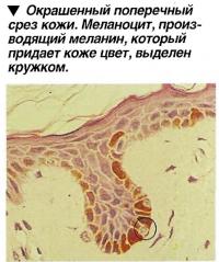 Меланоцит, производящий меланин, который придает коже цвет, выделен кружком