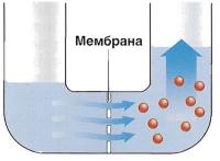 Мембрана пропускает воду, но не сахар — вода идёт в раствор