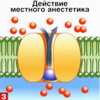 Местный анестетик блокирует натриевые каналы, ионы натрия не входят в клетку — импульс не передаётся