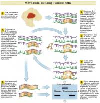 Методика амплификации ДНК