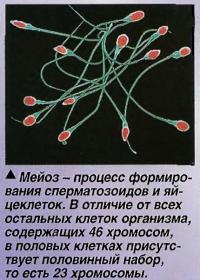 Мейоз - процесс формирования сперматозоидов и яйцеклеток