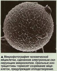 Микрофотография человеческой яйцеклетки