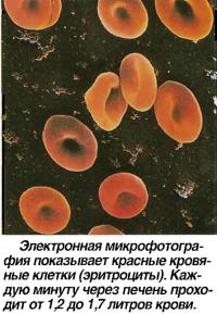 Микрофотография показывает красные кровяные клетки (эритроциты)