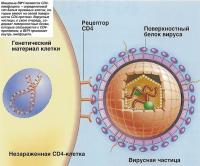 Мишенью ВИЧ являются CD4-лимфоциты