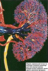 Модель нормальной почки показывает сложные капиллярные сети внутри органа