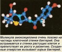 Молекула амоксициллина очень похожа на частицы клеточной стенки бактерий