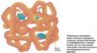 Молекула гемоглобина имеет сложную глобулярную структуру