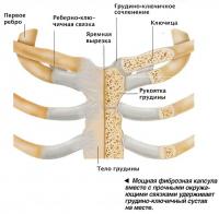 Мощная фиброзная капсула вместе с прочными окружающими связками удерживает грудино-ключичный сустав
