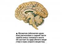 Мозжечок расположен в задней части черепа внизу головного мозга