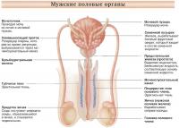 Мужские половые органы