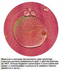 Мужской и женских пронуклеусы должны соединиться друг с другом