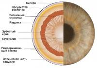 Мышцы глаза