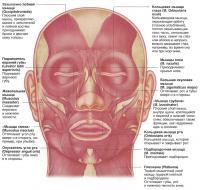 Мышцы лица