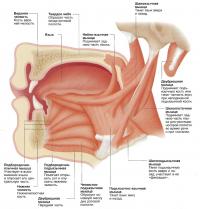 Мышцы языка